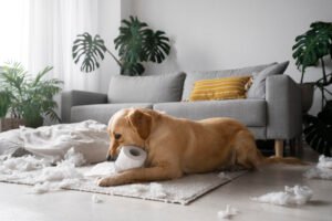 Cachorro destruindo a casa