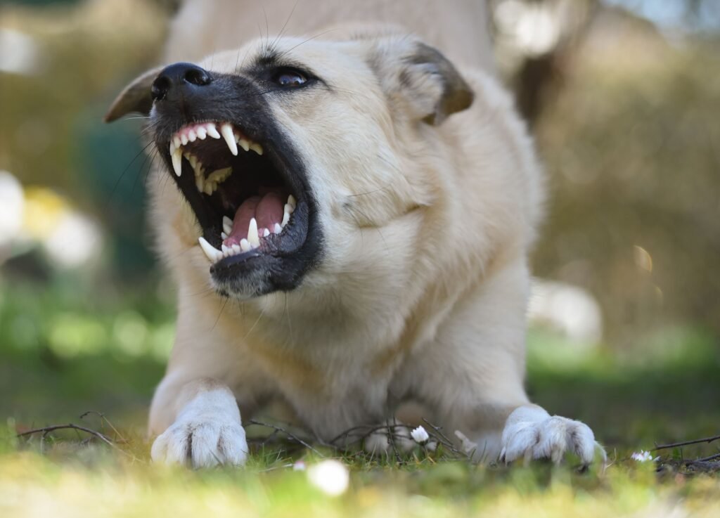 Adestramento para Cães Agressivos - Edgar Adestrador