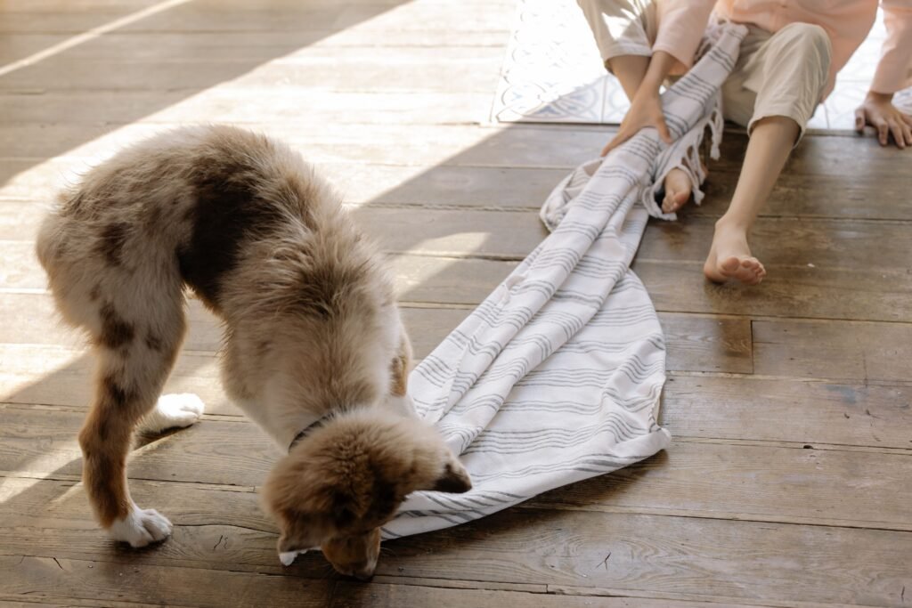 cachorro destrói tudo em casa