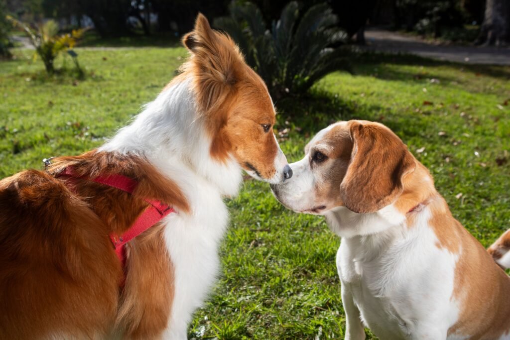socialização de cães