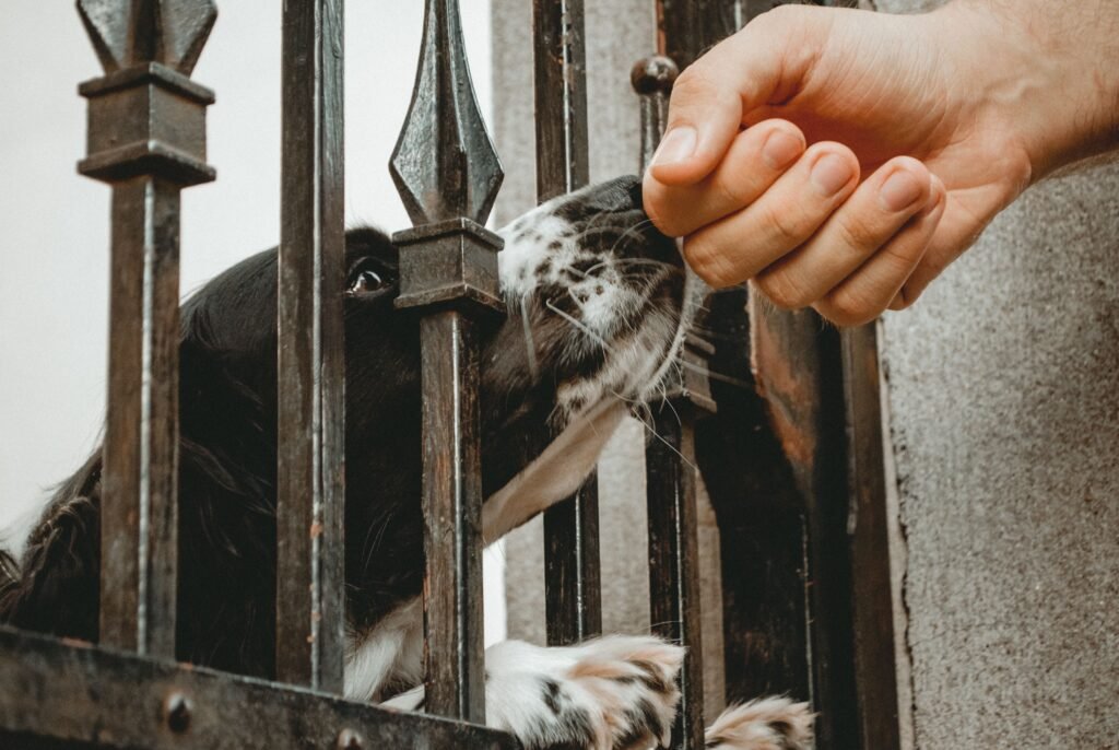 Meu cão não aceita visitas e precisa de socialização e adestramento