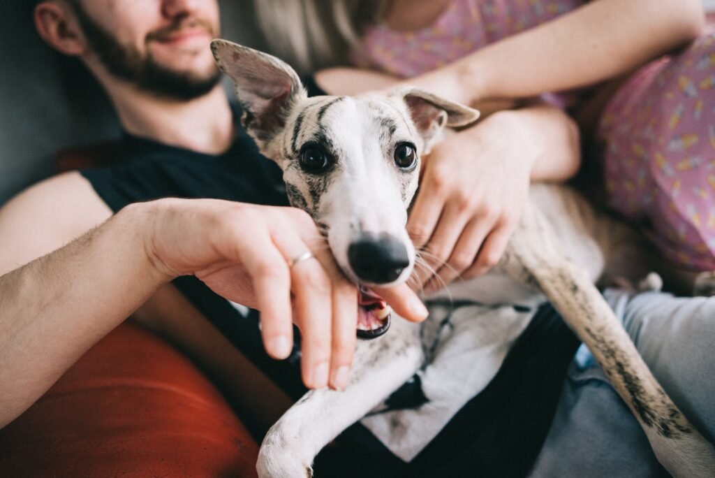 Por que meu cachorro me morde brincando?