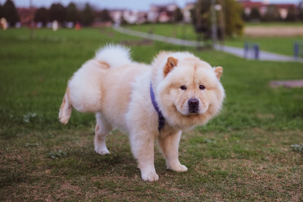 cachorro faz xixi no lugar errado