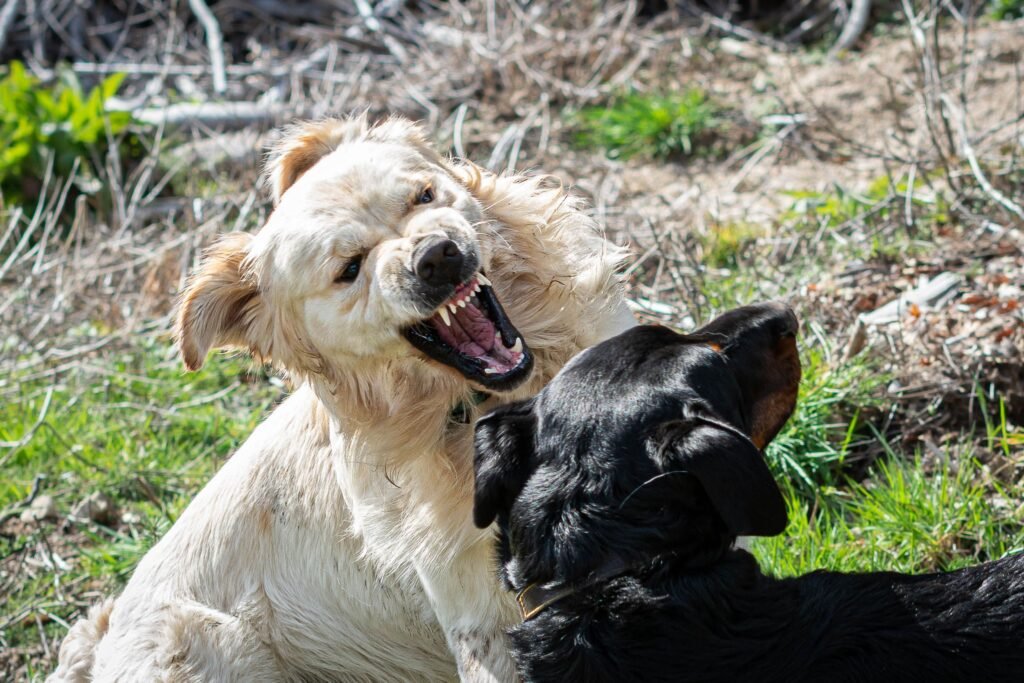 Cachorro Que Avança em Outros Cães: Como Corrigir? - Edgar Adestrador