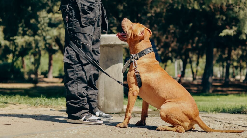 Quando contratar um adestrador de cães para corrigir problemas de comportamento