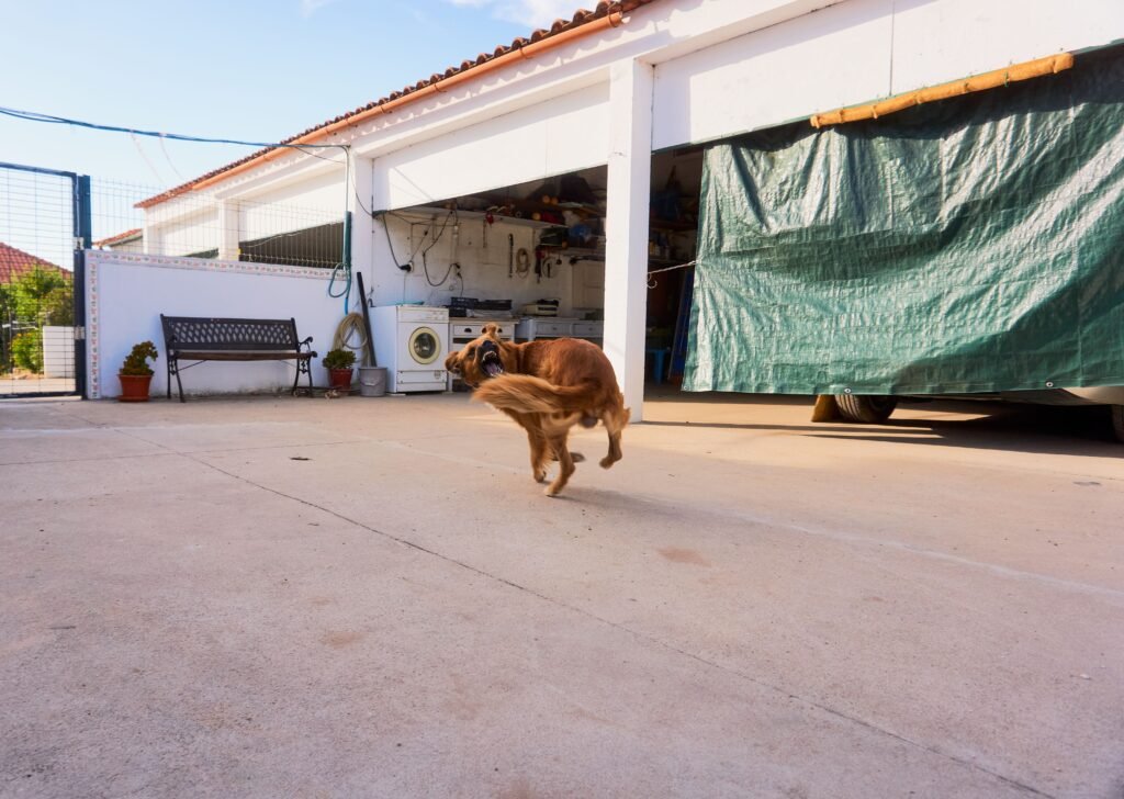 Cachorro Correndo Atrás do Próprio Rabo: O Que Fazer? - Edgar Adestrador