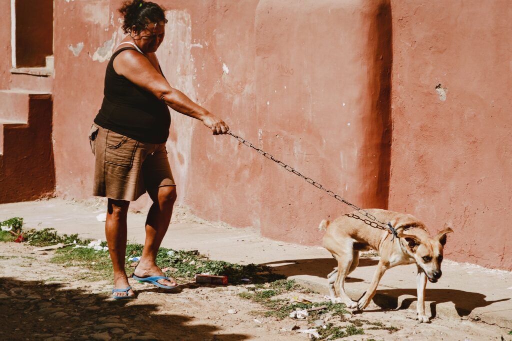 Cachorro puxando a guia durante o passeio