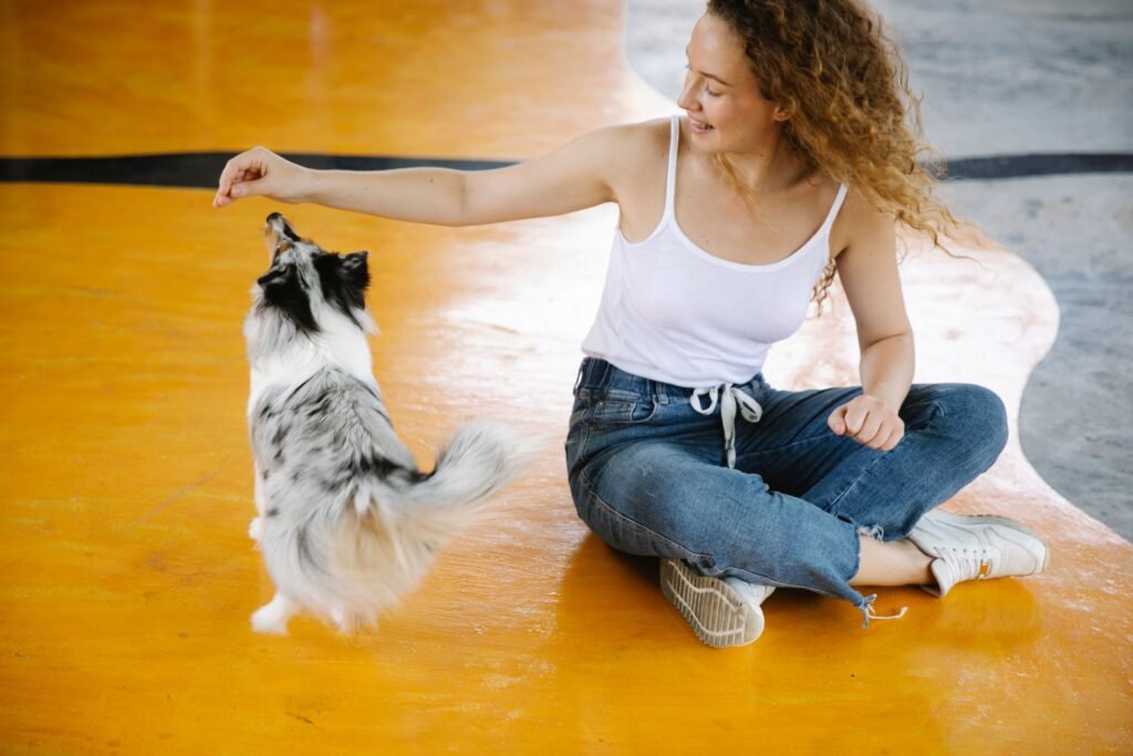reforço positivo no adestramento de cães