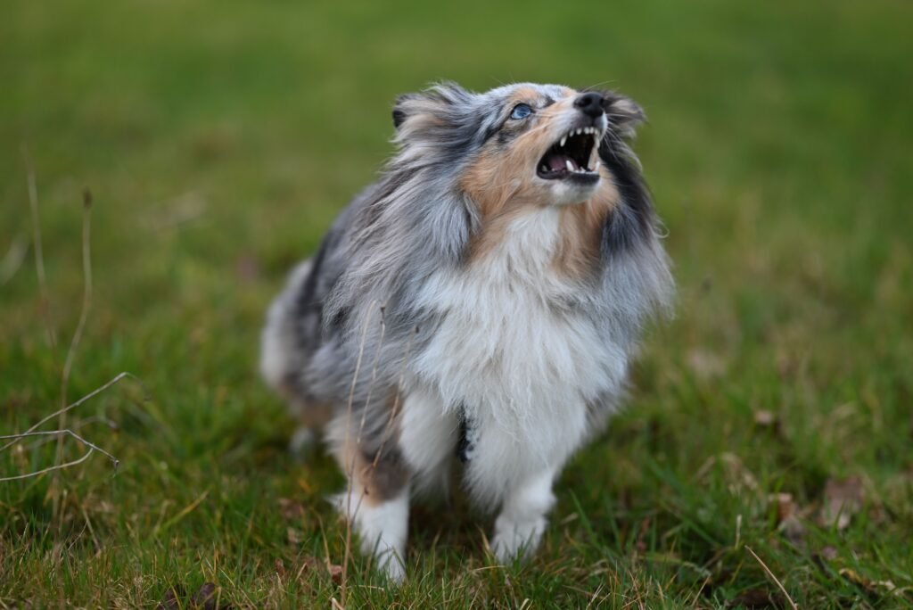 comportamentos indesejados em cães