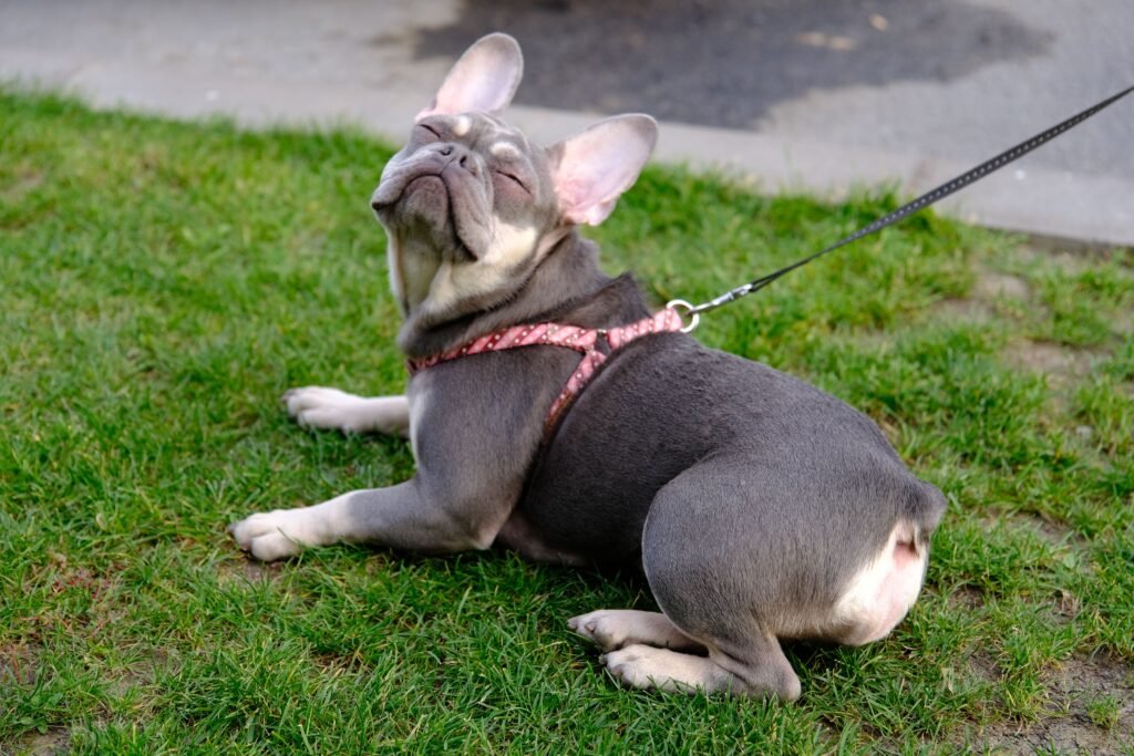 {post_title} - Adestrador em Salvador Meu cachorro é teimoso e não obedece comandos