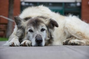 Adestramento de Cães Idosos