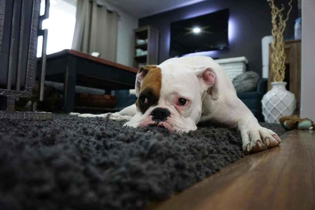 Cão tranquilo no tapete - como ensinar o cão a ficar sozinho sem destruir tudo.