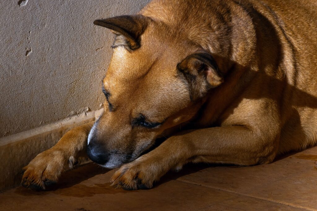 Cachorro que lambe muito as patas - Edgar Adestrador