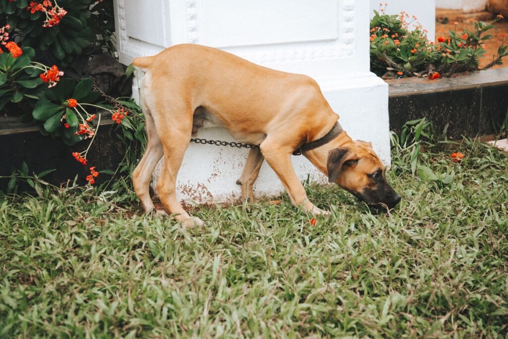 Cão que come fezes durante passeio ilustrando o comportamento de coprofagia.