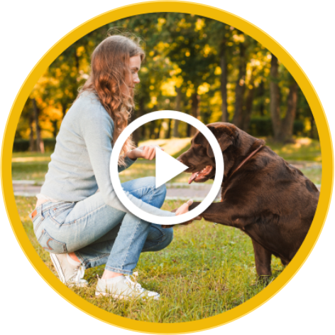 {post_title} - Adestrador de Cães em Salvador