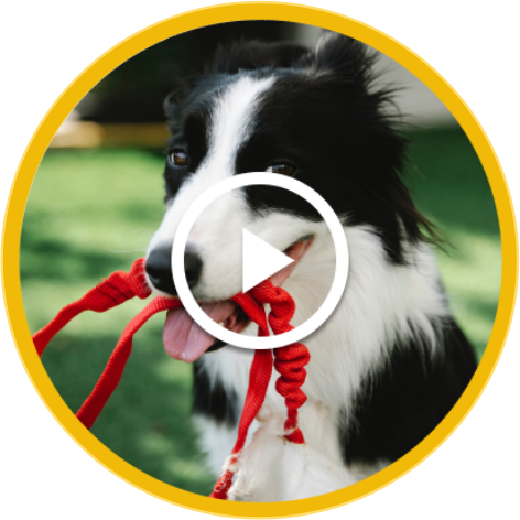 {post_title} - Adestrador de Cães em Salvador