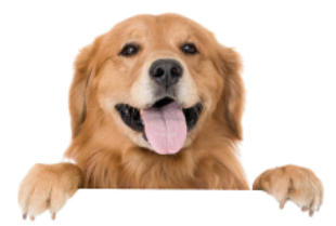 {post_title} - Adestrador de Cães em Salvador