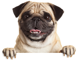 {post_title} - Adestrador de Cães em Salvador