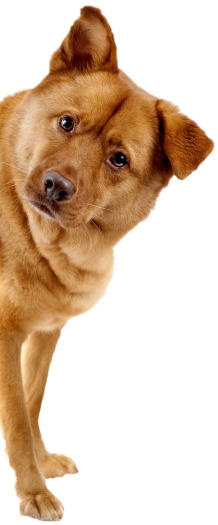 {post_title} - Adestrador de Cães em Salvador