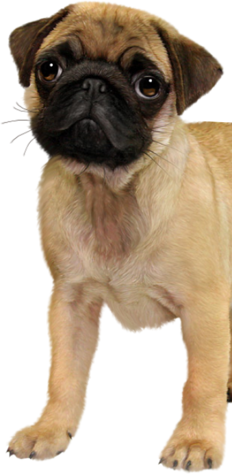 {post_title} - Adestrador de Cães em Salvador