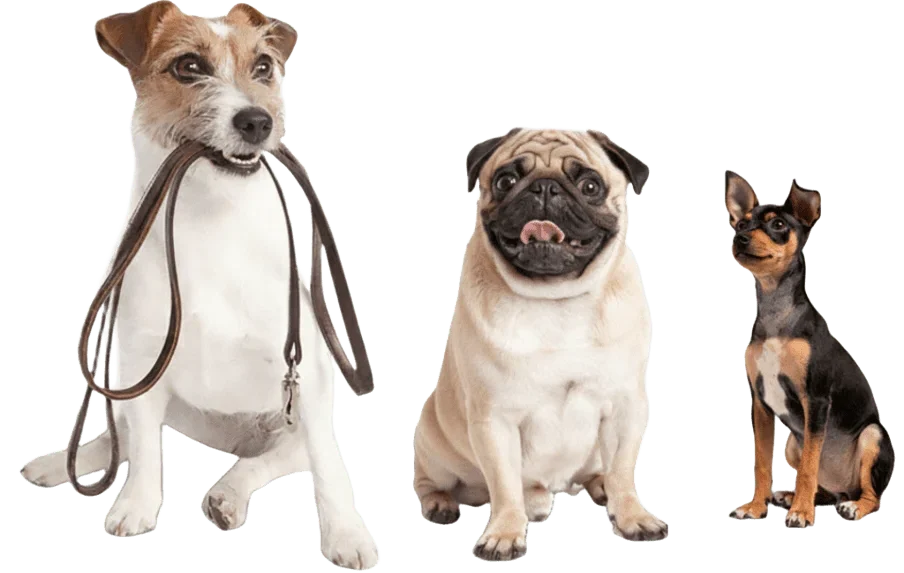 {post_title} - Adestrador de Cães em Salvador