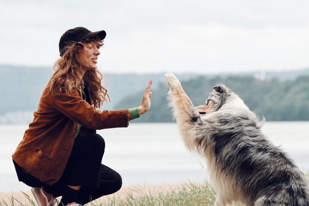 comandos essenciais para cachorro