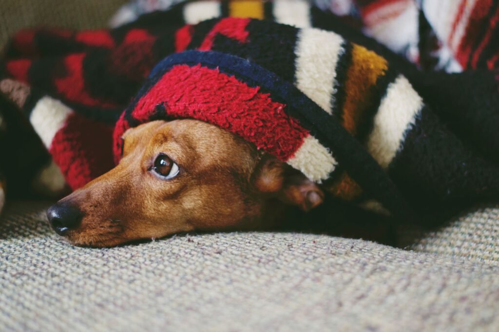 Cachorro com medo de fogos de artifício - Edgar Adestrador