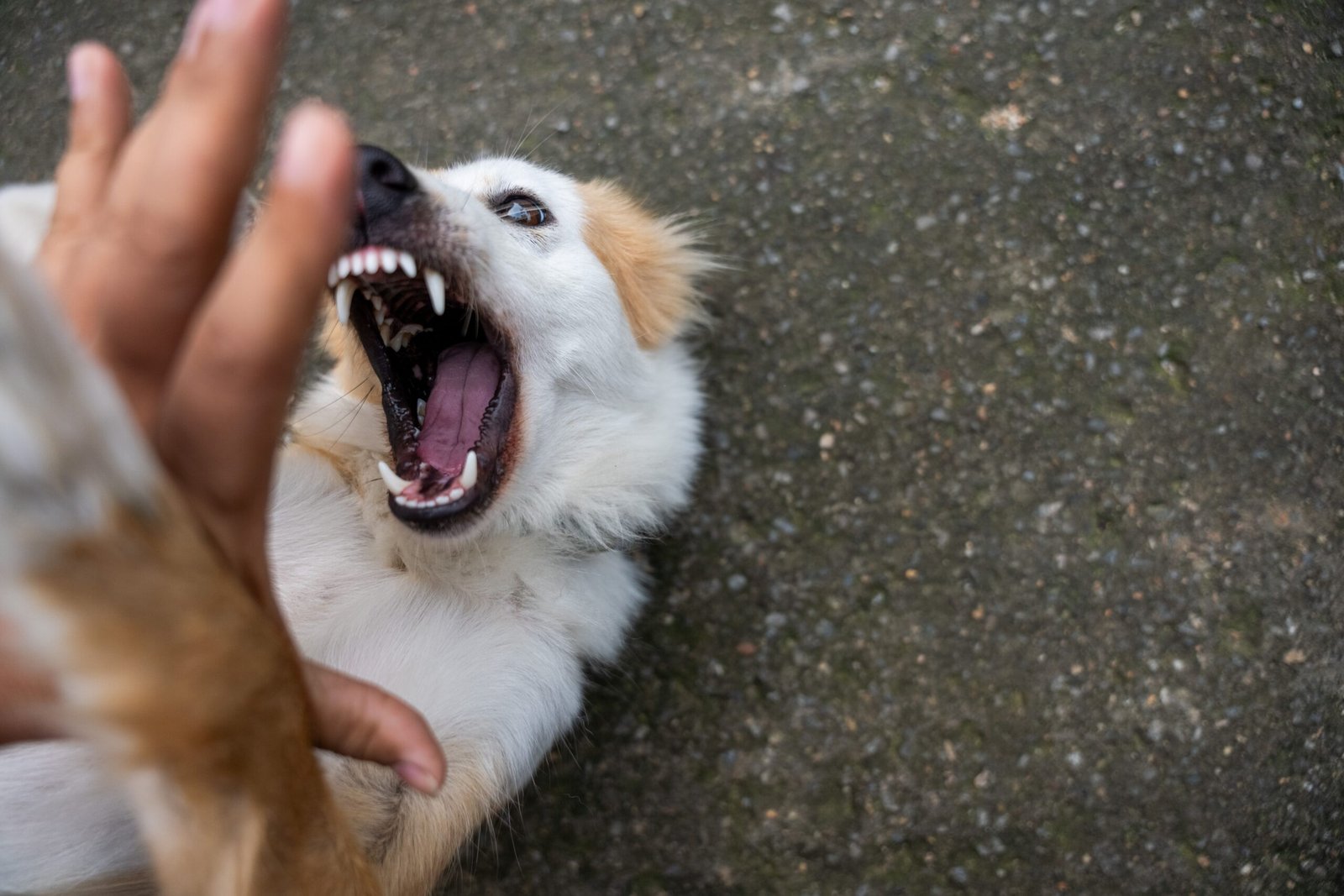 Cão com agressão por posse de objetos - Edgar Adestrador