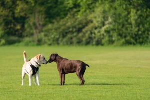Como Apresentar um Cão a Outro Cão Corretamente? - Edgar Adestrador