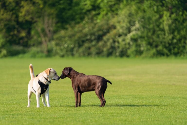 Como Apresentar um Cão a Outro Cão Corretamente? - Edgar Adestrador