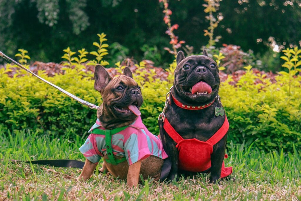 Como Apresentar um Cão a Outro Cão Corretamente? - Edgar Adestrador