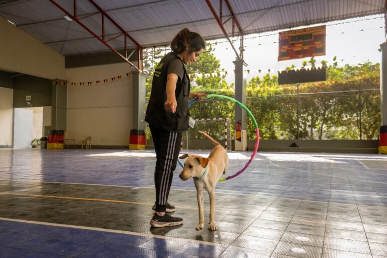 Por Que Alguns Cães Aprendem Mais Rápido Que Outros? - Edgar Adestrador