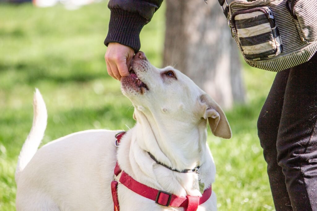 Meu Cachorro Só Me Obedece Quando Estou Com Petisco - Edgar Adestrador