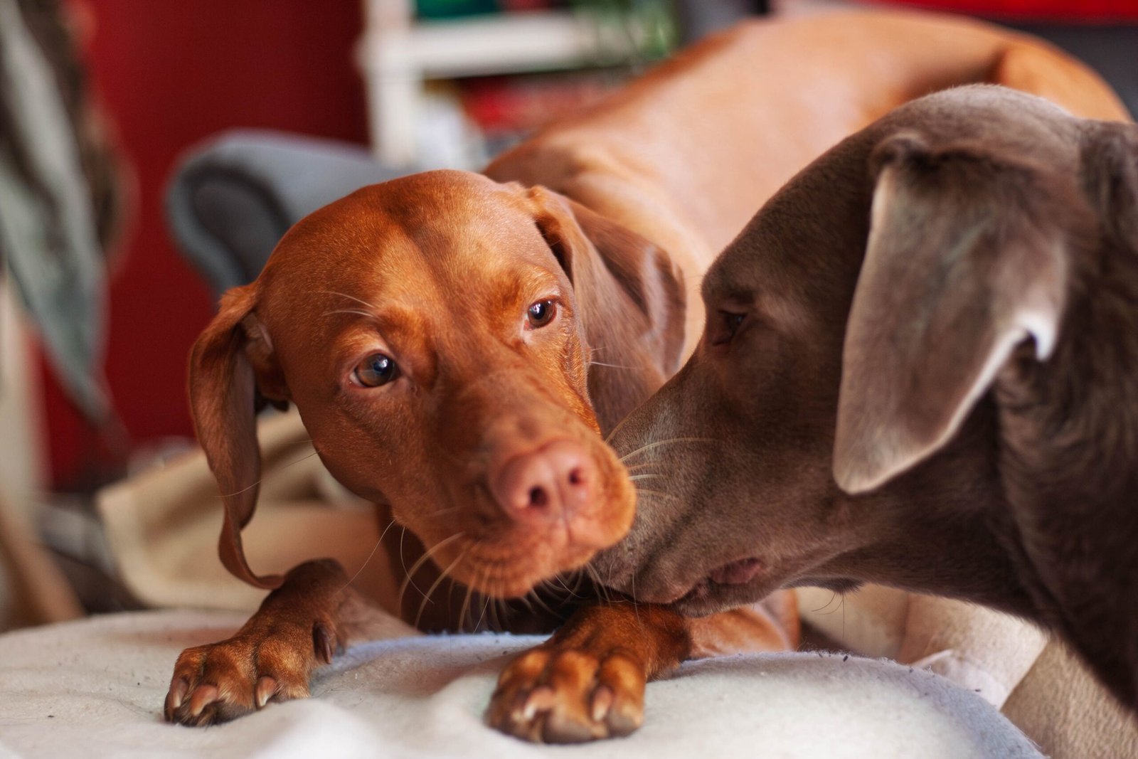 Por Que Cães que Vivem Juntos Brigam com Frequência? - Edgar Adestrador