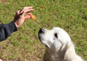 Meu Cachorro Só Me Obedece Quando Estou Com Petisco - Edgar Adestrador