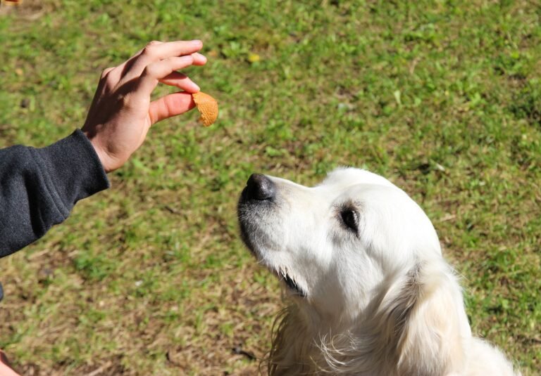 Meu Cachorro Só Me Obedece Quando Estou Com Petisco - Edgar Adestrador