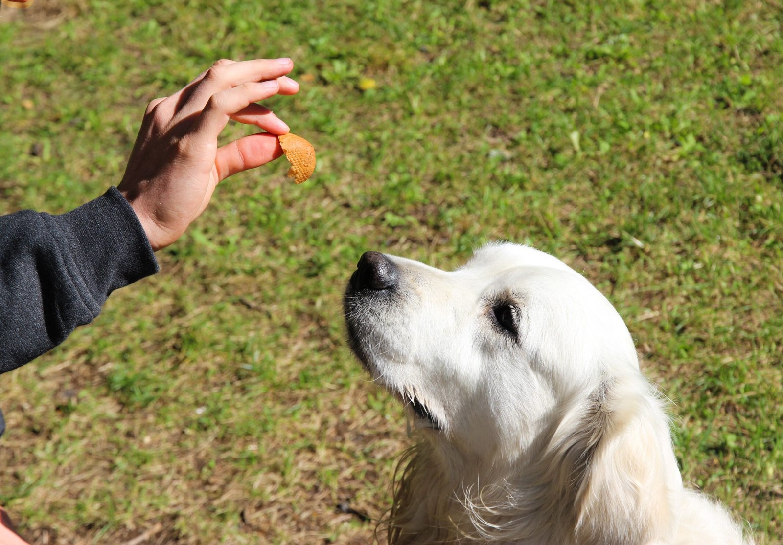 Meu Cachorro Só Me Obedece Quando Estou Com Petisco - Edgar Adestrador