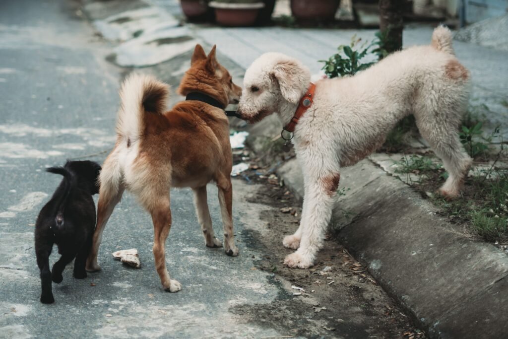 {post_title} - Adestrador em Salvador Por Que Cães que Vivem Juntos Brigam com Frequência? - Edgar Adestrador